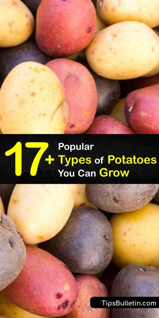 Discover the best varieties of potatoes for your garden. From buttery Yukon Golds to starchy russets, you’ll find the perfect types of potatoes for baking, boiling, mashing, roasting, or making French fries and potato salad. #potato #varieties #growing