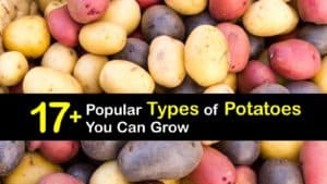 Types of Potatoes titleimg1