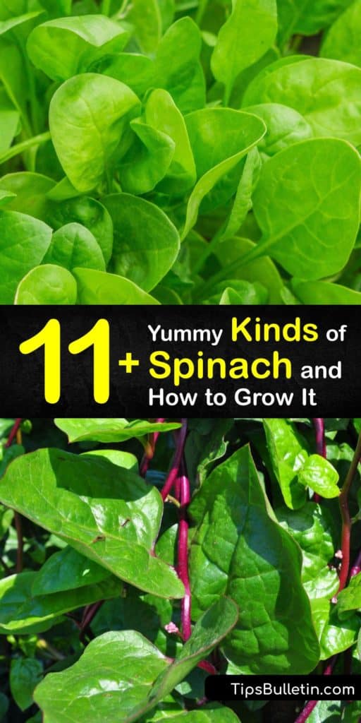 Learn about the different types of spinach and how to grow your own at home. Savoy spinach has curly leaves, while semi-savoy is less crinkly, and flat-leaf spinach has smooth leaves, and there are different spinach varieties in each type. #spinach #varieties #types