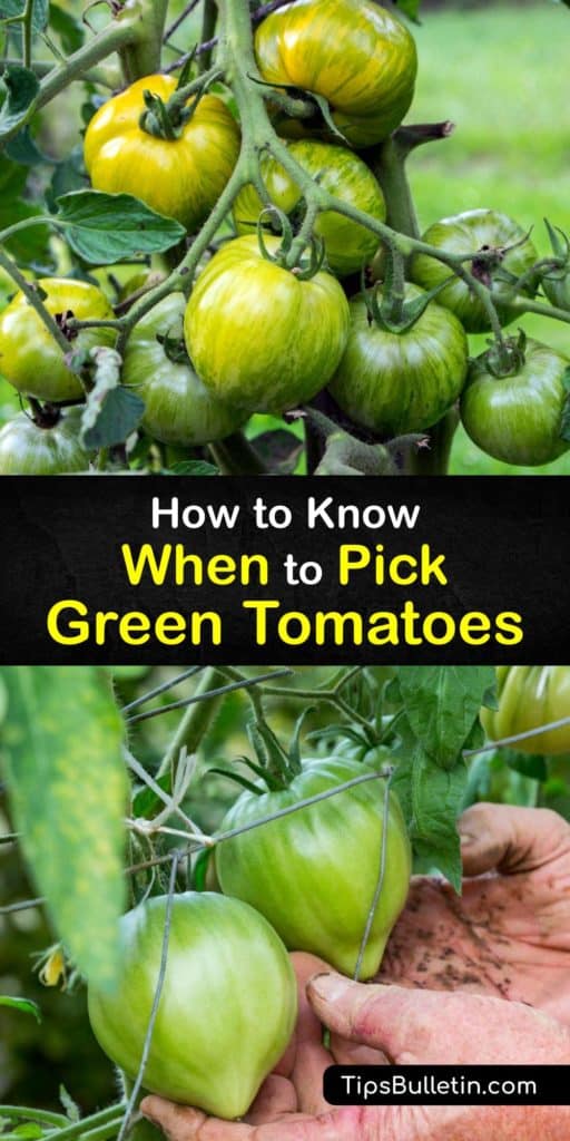 Find out about ripening tomatoes off the vine at the end of summer. Placing green tomatoes out of direct sunlight in a cardboard box with bananas, which release ethylene gas, speeds up the ripening process so you can enjoy delicious ripe tomatoes sooner. #picking #green #tomatoes