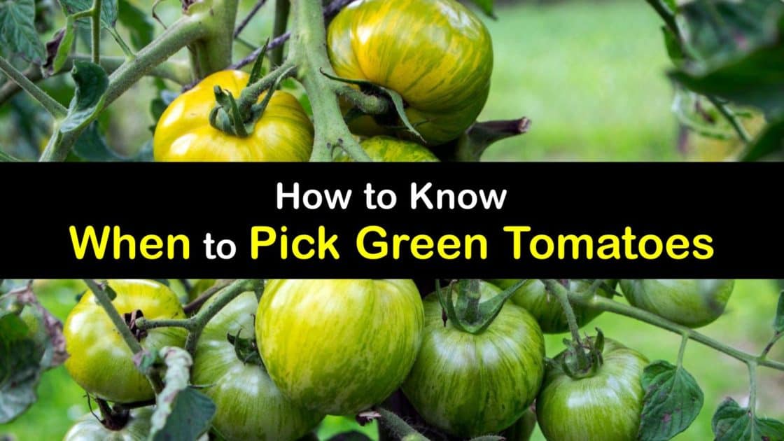 How to Know When to Pick Green Tomatoes