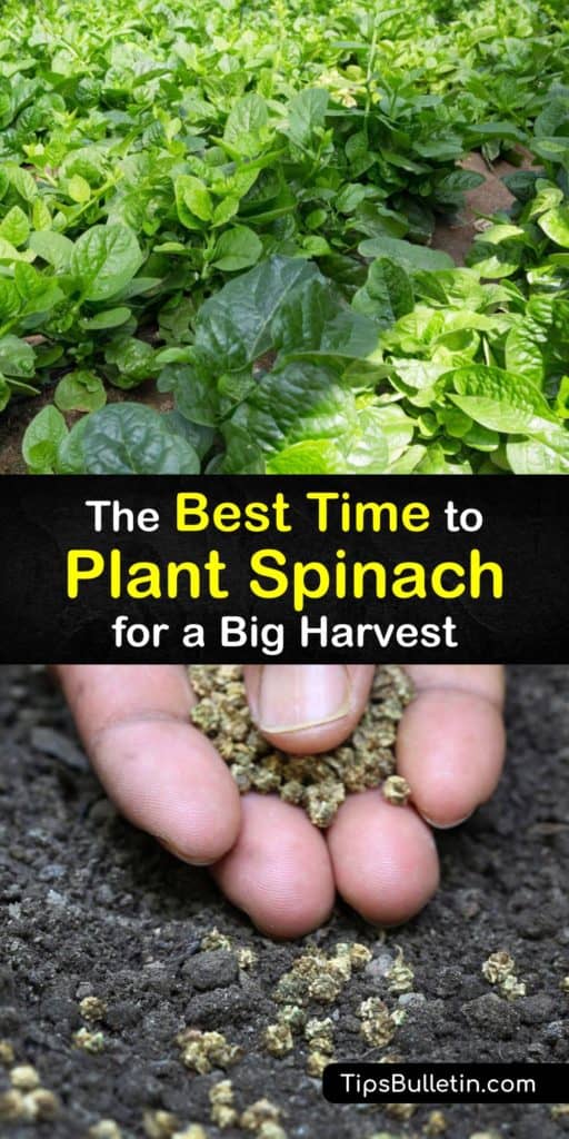 Master the timing of when to plant spinach whether you live in hot or cool weather. These tips provide information on planting in the early spring and using a cold frame, mulch, or row cover to protect plants from aphids and downy mildew before harvesting the outer leaves. #when #plant #spinach