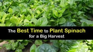 When to Plant Spinach titleimg1