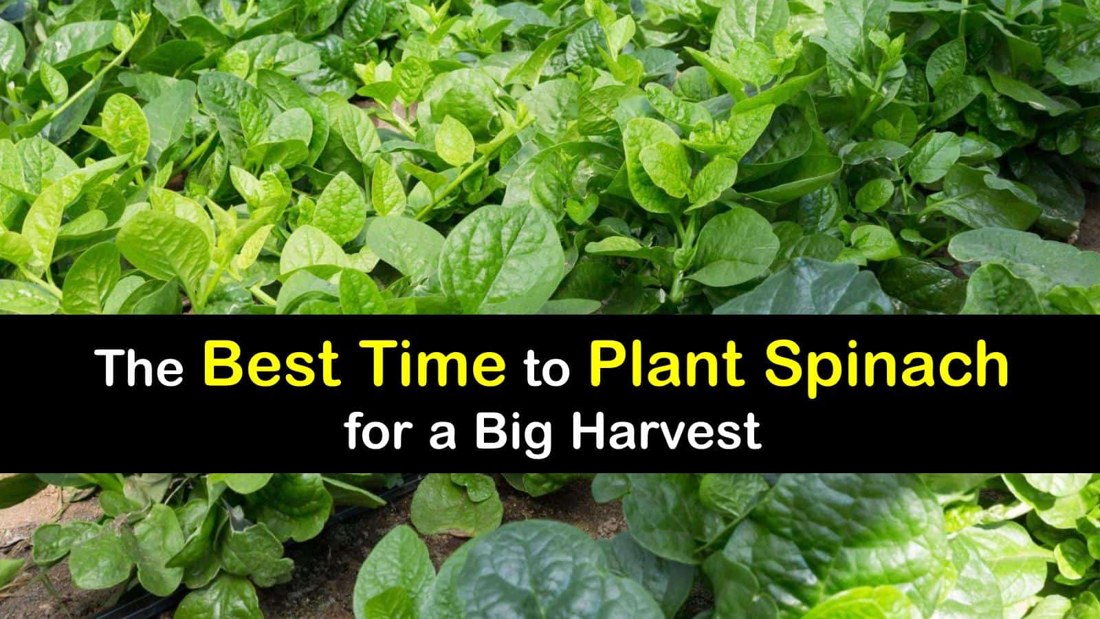 when to plant fall spinach