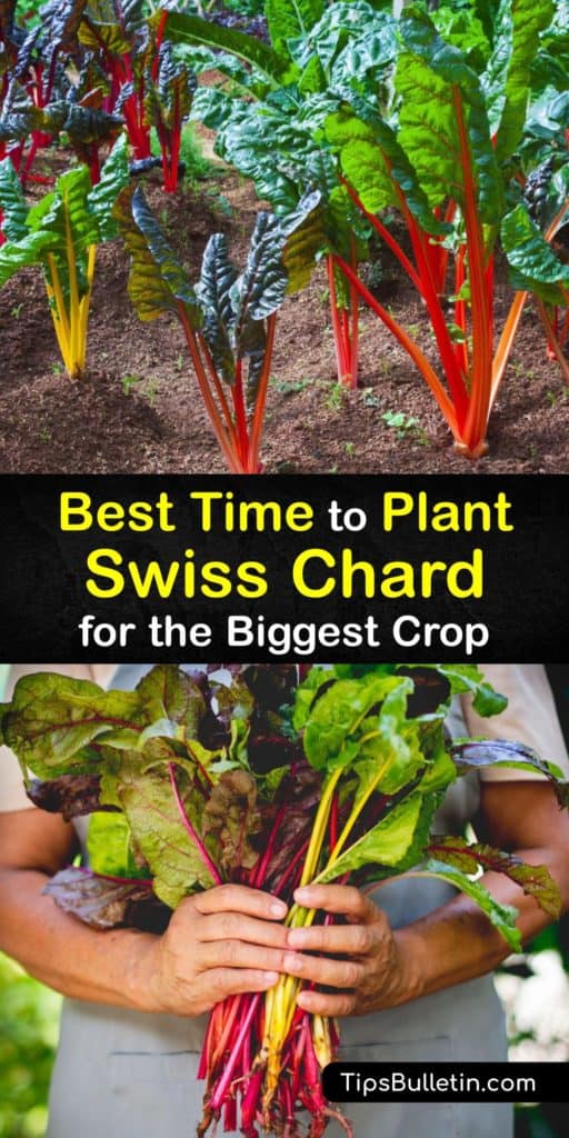 Discover how to sow seeds, grow your own Swiss chard plants at home, and plant them in the garden or container after germination. These biennial leafy greens with rainbow colored stalks are easy to grow with the proper spacing and mulch. #time #plant #swisschard