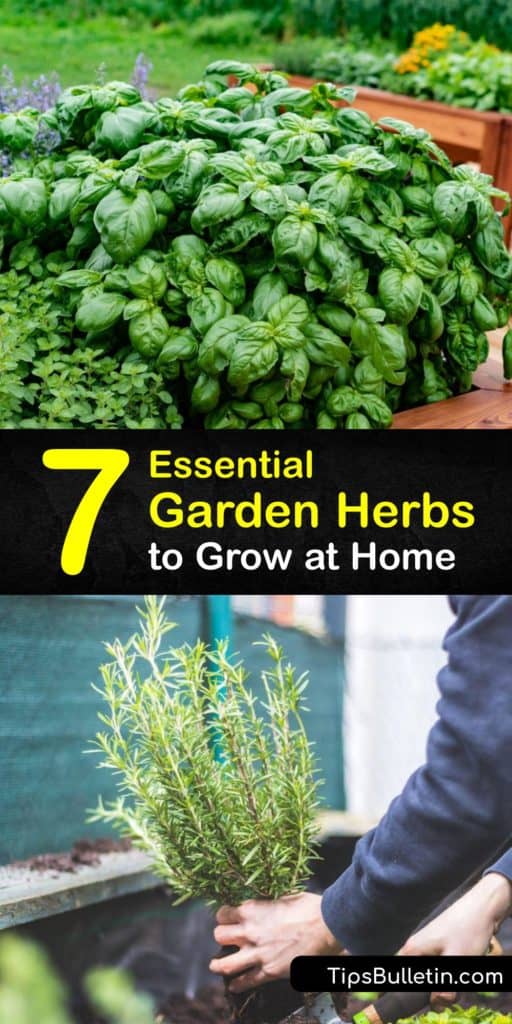 Create an herb garden with the best herbs like tarragon and coriander with a little potting soil and full sun. These fresh herbs brighten up a dish when you mix them into pasta or use them as a garnish. You’ll be amazed how much better your cooking tastes. #herbs #grow #garden