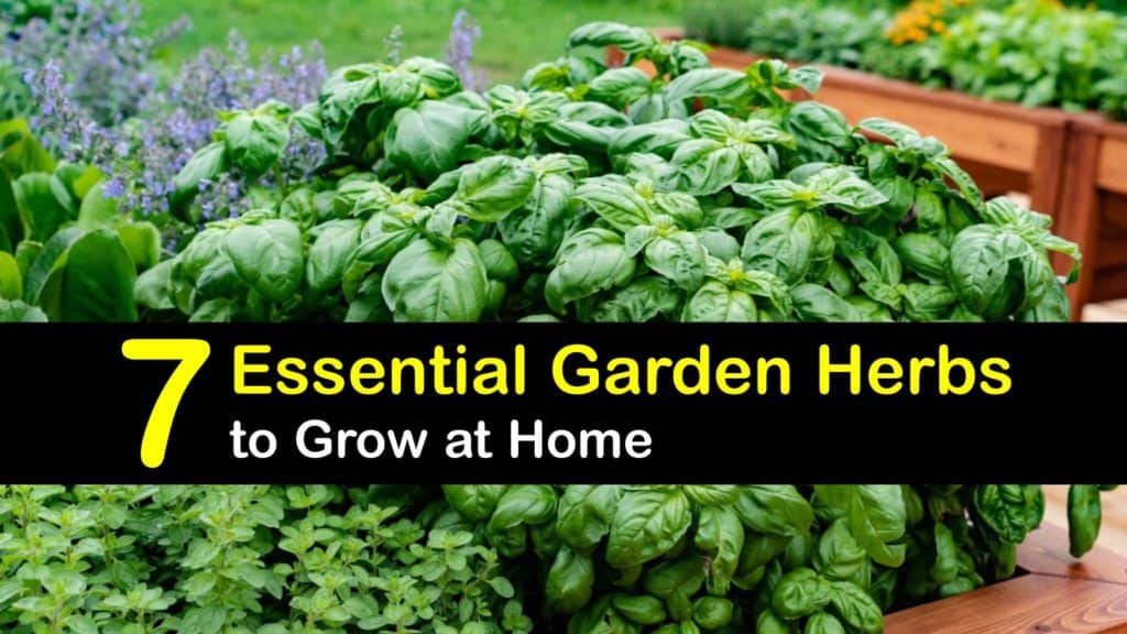 Herbs to Grow in Your Garden titleimg1