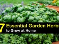 Herbs to Grow in Your Garden titleimg1