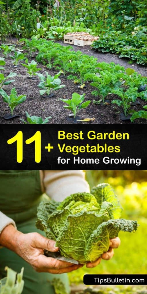 Use this list of garden veggies featuring bush beans, bell peppers, pole beans, zucchini, and Brussels sprouts to start a garden in the early spring and help it thrive through the growing season. Grab a trellis and prep your raised beds for these delicious fresh veggies. #vegetables #grow #garden