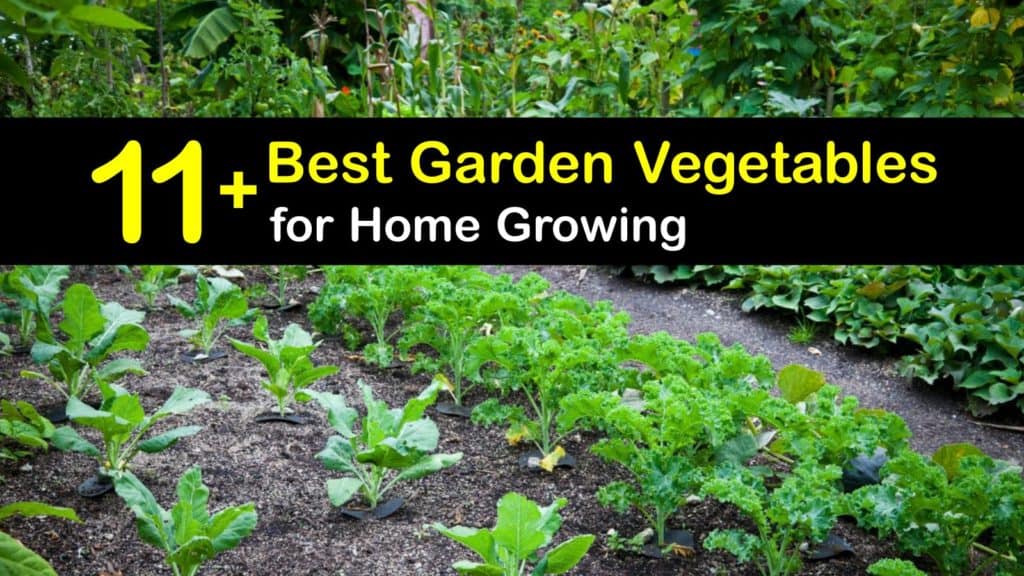Best Vegetables to Grow in Your Garden titleimg1