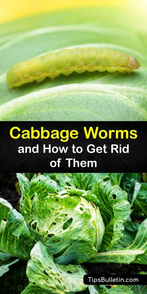 Protect your Brussels sprouts, turnips, and other brassica plants from aphids and cabbage worms without the use of harmful insecticides. Remedies using Bacillus thuringiensis, companion planting, and beneficial insects kill the larvae and protect your crops until harvest. #rid #cabbage #worms