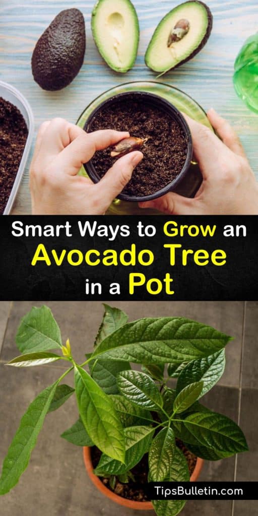 Discover how to grow an avocado plant from an avocado seed as a houseplant or potted tree. Save the avocado pit from your favorite recipe and sprout it in water. Plant it in potting soil in direct sunlight, fertilize it as it grows, and wait for it to bear fruit. #pots #growing #avocado #tree