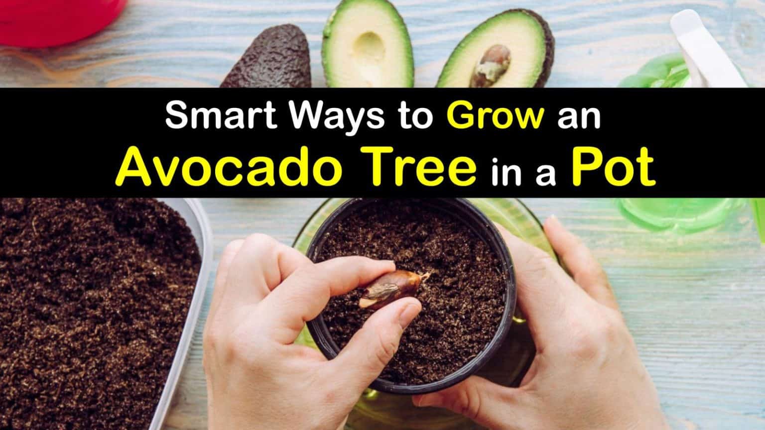 Growing Avocados in Pots - Tips for Planting Avocado Trees in a Container