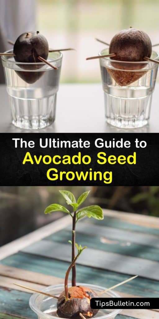 Discover how to grow an avocado plant from the pit. Although it's unlikely to ever bear fruit, sprouting an avocado seed on your kitchen counter is still fun and rewarding. All you need is water, rich potting soil, a large pot with drain holes, and patience. #grow #avocado #seed