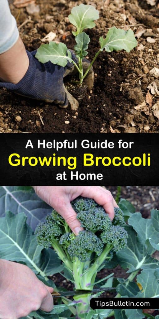 Find out how easy it is to grow broccoli plants and similar plants like Brussels sprouts with this gardening guide. Brassica oleracea is a fall crop that produces florets on a central head and needs full sun and drainage to reduce the risk of diseases like clubroot. #howto #grow #broccoli