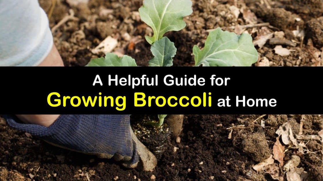Broccoli Growing - Hands-on Tips for Caring for Broccoli Plants