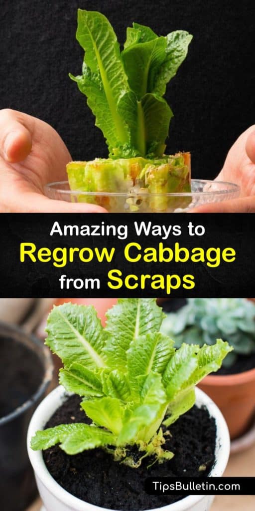 Gather your kitchen scraps and create new plants from old ones with a glass of water and a windowsill. This unique gardening method shows you how to regrow old cabbage, green onion, leeks, and cilantro into sprouting plants without any potting soil. #regrow #cabbage #scraps