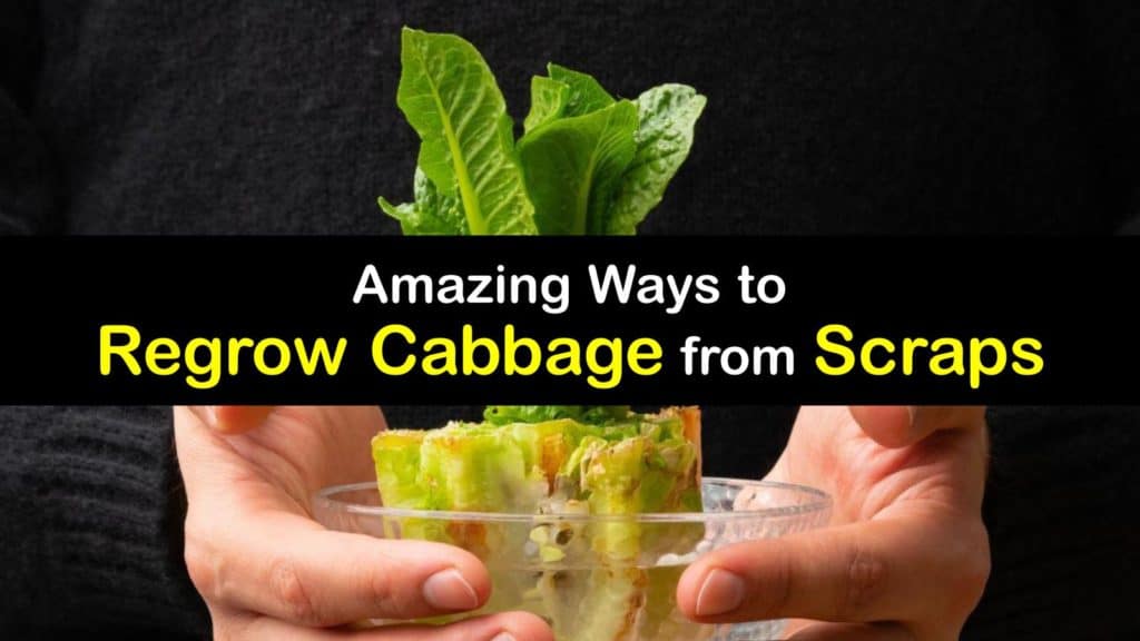How to Grow Cabbage from Scraps titleimg1