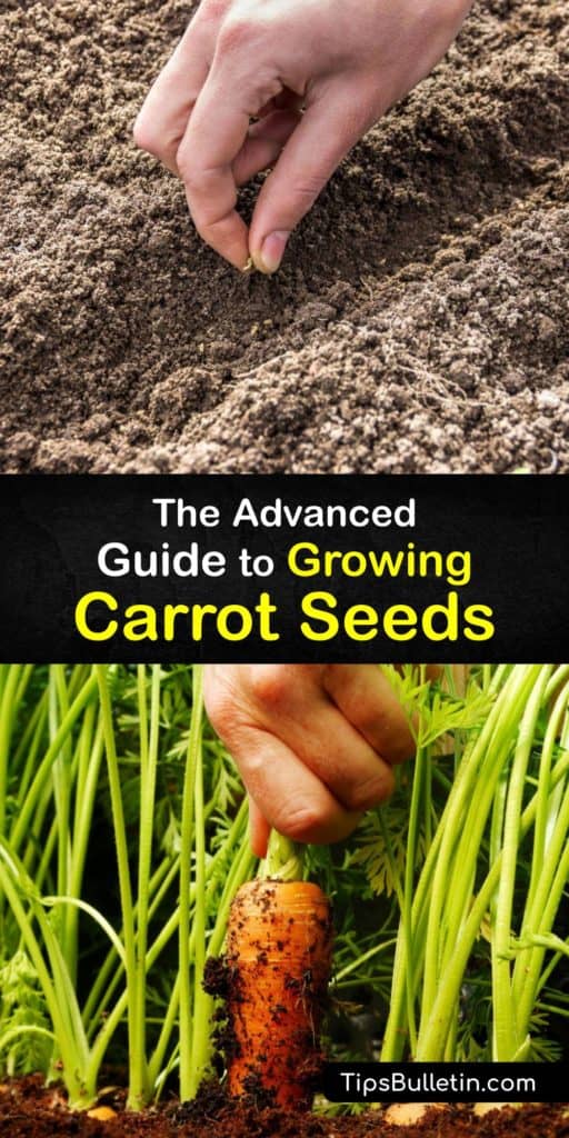 Grow Nantes and other varieties of biennial carrot roots in your garden or raised bed using this guide full of tips like how to keep the soil moist, proper spacing, planting in the early spring, and using mulch to cut back on weeding time. #growing #carrots #seeds