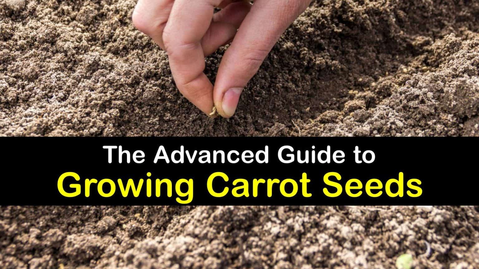 Carrot Seed Information How and When to Plant Carrots from Seeds