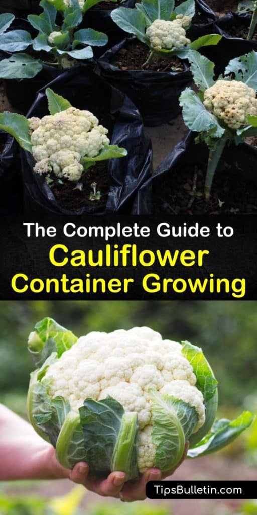 Find a spot with full sun and start transplanting a cauliflower head or cauliflower seeds into a pot. Use these tips for container planting with brassica plants for a headstart on early spring planting and learn to avoid damaging diseases like clubroot on your florets. #grow #cauliflower #container