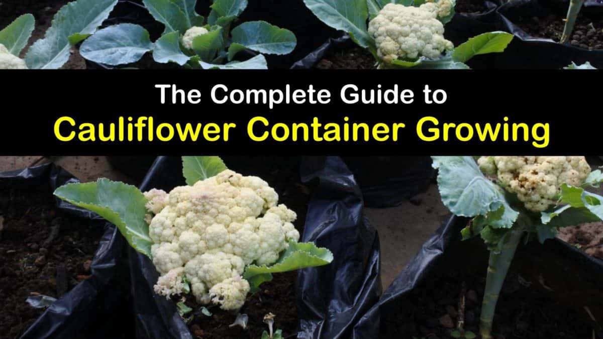 Grow Cauliflower in Pots Smart Ways to Plant Cauliflower in Containers