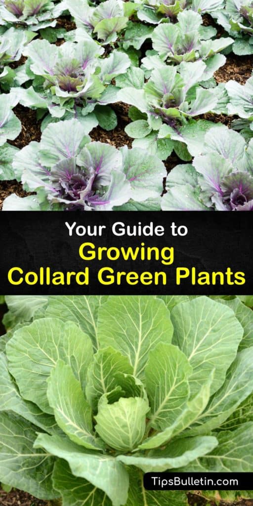 Appreciate the Brassica oleracea and cabbage family on a deeper level after learning how to care for them the right way. Use our guide to grow dark green collard plants from the cool weather of spring to late summer and avoid pests like cabbage loopers and aphids. #growing #collard #greens