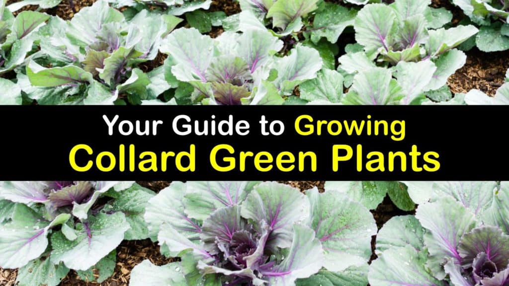 How to Grow Collard Greens titleimg1