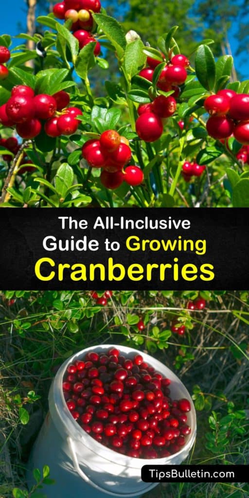 Learn how to grow cranberries in acidic soil and organic matter to produce deep red fruiting and enjoy cranberry sauce or juice at the end of the growing season. While there are cranberry bogs throughout North America, they are easy to grow at home. #howto #growing #cranberries