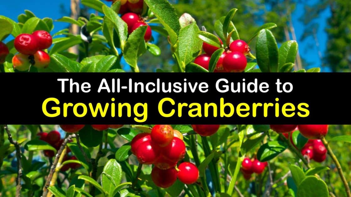 Growing Cranberry Plants Quick Guide for Planting Cranberries