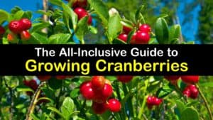How to Grow Cranberries titleimg1