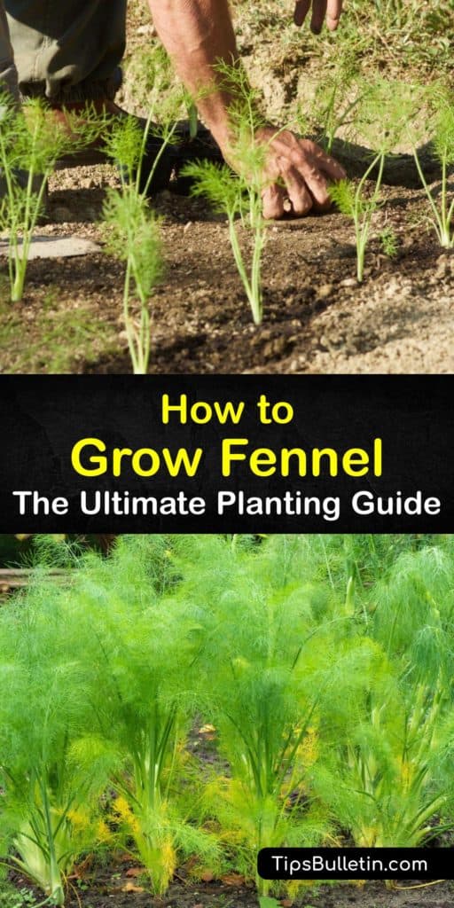 Learn how to grow herb fennel (Foeniculum vulgare) and enjoy harvesting all parts of the plant from the bulbous base to the flower heads and fennel seeds. Start seeds indoors and plant fennel in full sun after the last frost or propagate fennel by dividing plants. #howto #growing #fennel