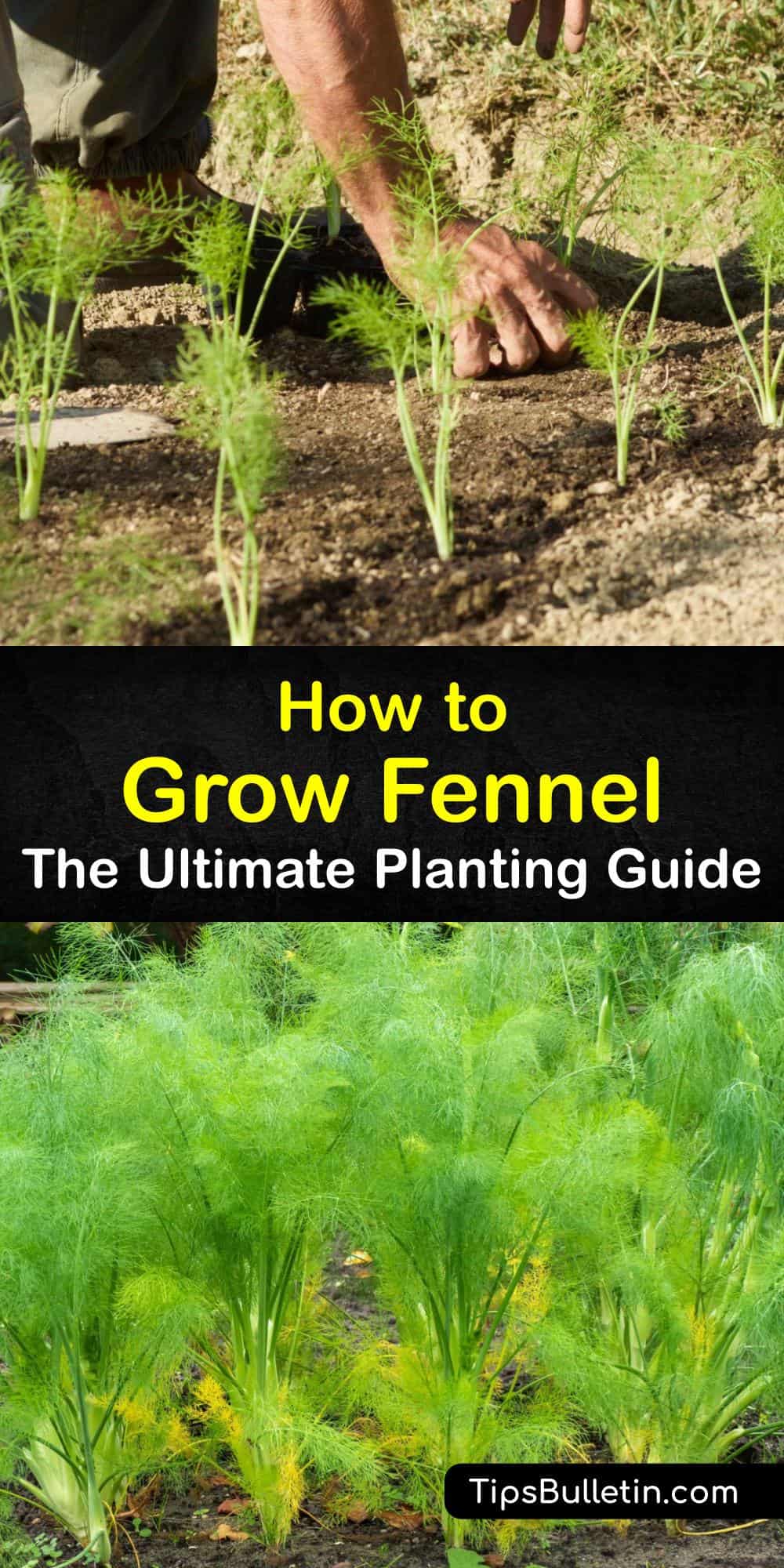 Fennel Planting Smart Ways to Grow and Care for Fennel