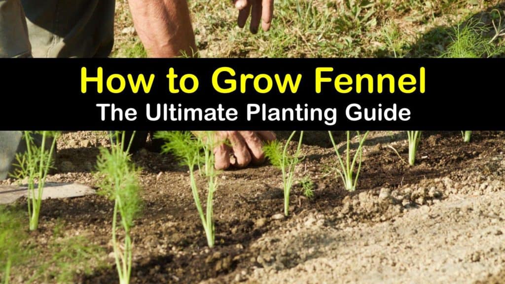 How to Grow Fennel titleimg1