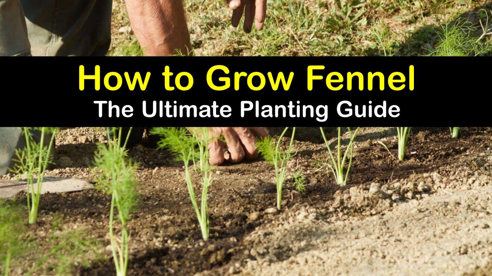 Fennel Planting Smart Ways to Grow and Care for Fennel