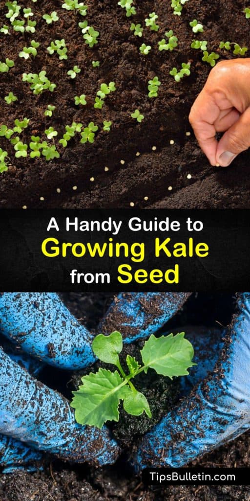 Learn how to plant kale seeds indoors and transplant them outside in the garden or container in full sun. Kale plants are a part of the cabbage family and very easy to grow, and these fast growers reward you with healthy greens at the end of the growing season. #howto #growing #kale #seeds