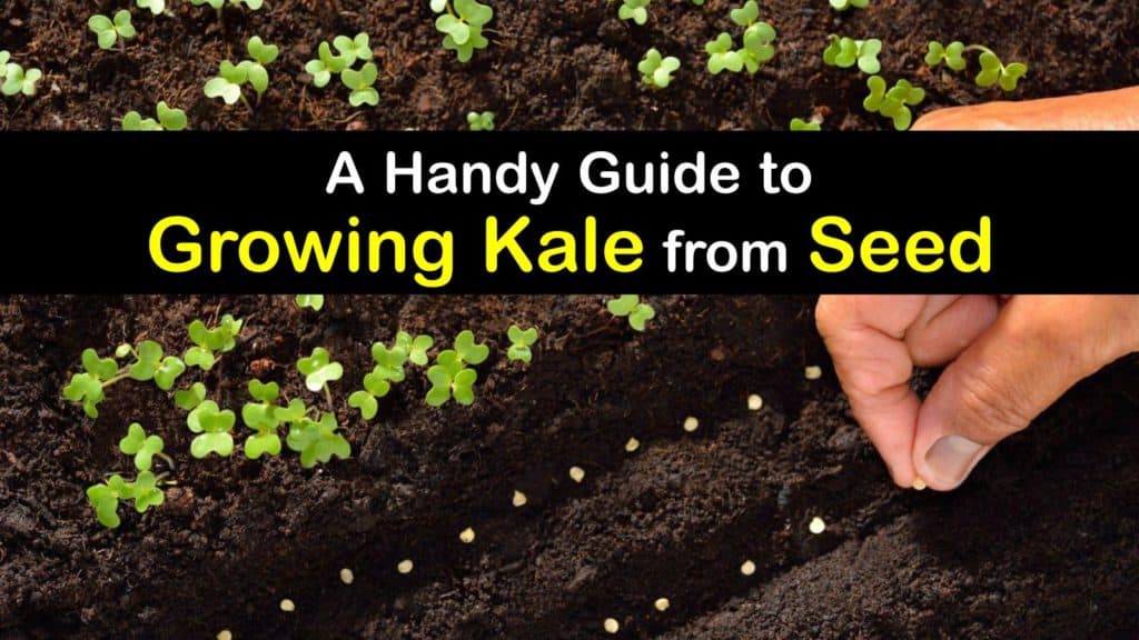 How to Grow Kale from Seed titleimg1