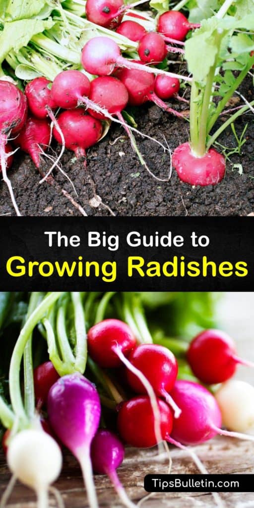 Follow these tips to plant radishes, or Raphanus sativus, in your garden with success during the early spring or late summer. This guide covers spacing, planting radish seeds, deterring flea beetles, and preventing pithy root vegetables all in one place. #howto #growing #radishes