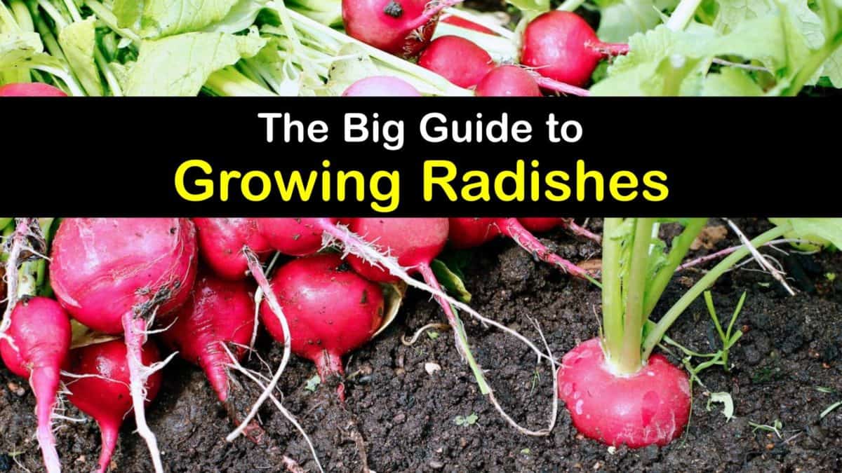 Radish Growing Awesome Tips for Planting and Caring for Radishes