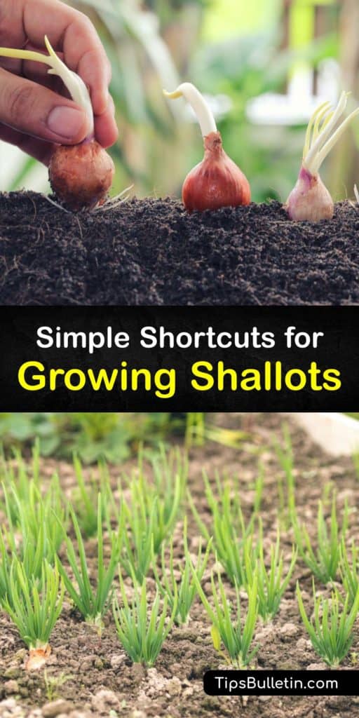 Throw out green onions and scallions and plant multiplier onions instead of individual bulbs. French shallot bulbs, or Allium cepa, have short root systems but are easy to grow with mulch, water, and attention. They give you unforgettable yet mild flavors that cooks love. #howto #growing #shallots