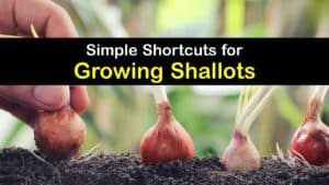 How to Grow Shallots titleimg1