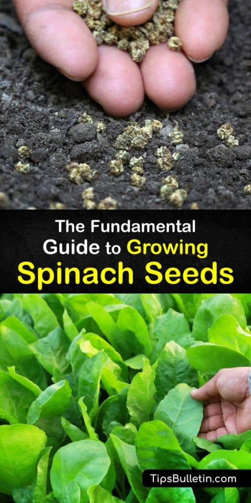 Discover how to plant spinach seeds in garden beds or containers. Start in early spring and use a cold frame for the first few weeks. Grow spinach in full sun and use mulch to hold soil moisture. Learn how to treat problems like aphids or downy mildew organically. #growing #spinach #seeds