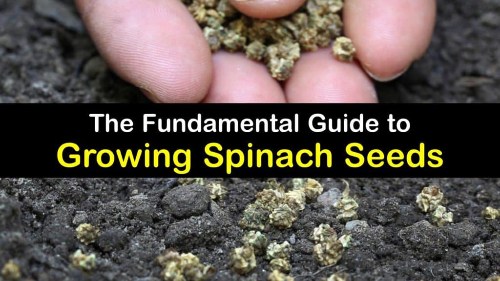 How to Grow Spinach from Seed titleimg1