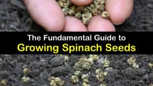 How to Grow Spinach from Seed titleimg1