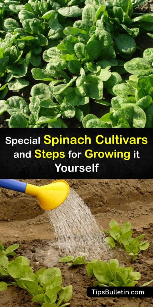 Discover the best cool weather plants and start spinach seeds before the last frost of spring to eat the outer leaves throughout the entire growing season. Utilize this guide with tips on avoiding hot weather, bolting, aphids, and downy mildew for a rewarding harvest. #howto #growing #spinach