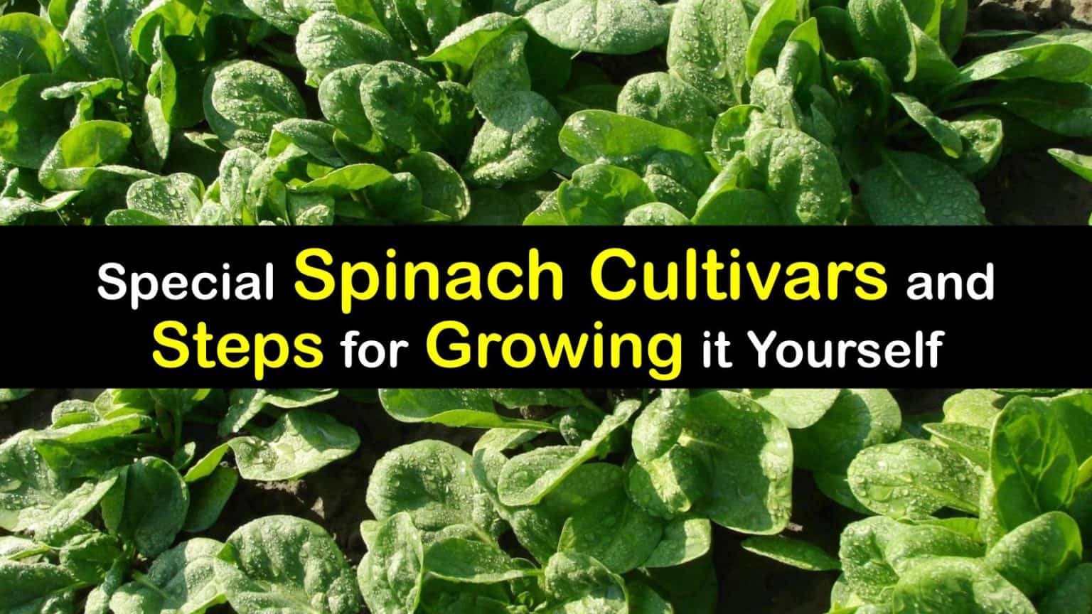 Growing Spinach Plants StepbyStep Ways to Plant Spinach