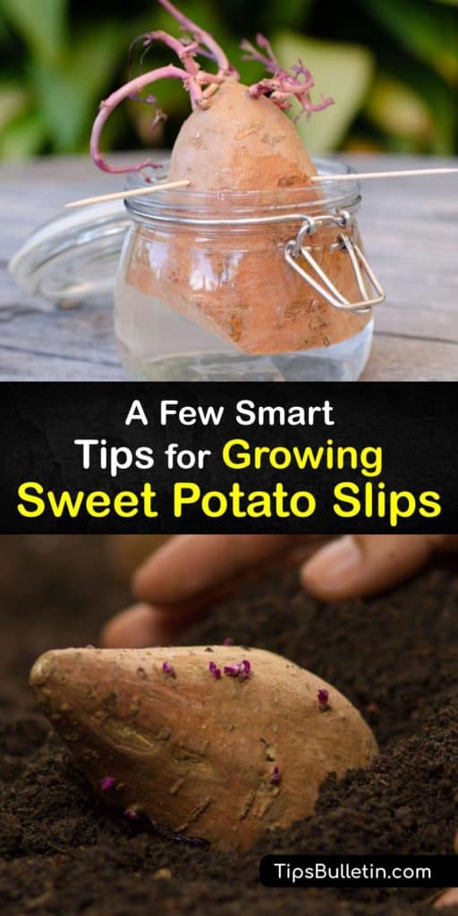 Bring home a sweet potato plant from the grocery store and learn how to start sprouting sweet potato vines into slips with toothpicks and a glass of water. Growers have used a jar of water to start their potatoes for years, and this guide is your key to success. #growing #sweet #potato #slips