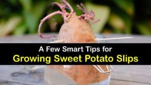How to Grow Sweet Potato Slips titleimg1