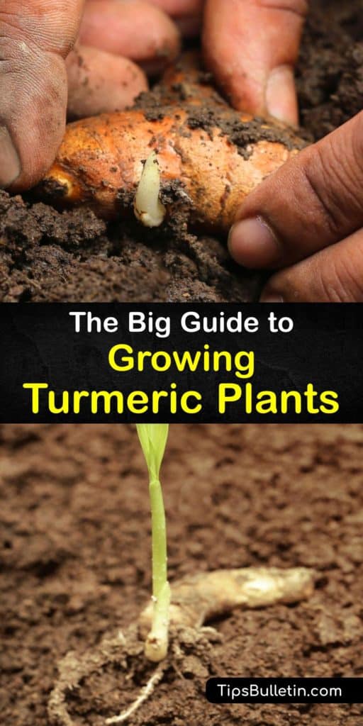 Discover how to grow turmeric, from sourcing fresh turmeric rhizomes at a grocery store or Asian grocer to caring for your turmeric plant. Fertilize regularly during turmeric's long growing season. This superfood has antioxidant and anti-inflammatory properties. #turmeric #growing #root