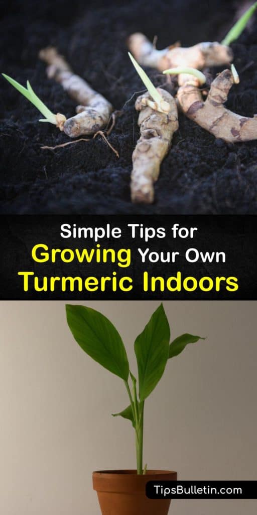 Transform turmeric rhizomes from the grocery store into a mature turmeric plant at home. You need rich potting soil, grow lights or full sun, and turmeric root to bypass the outdoor growing season and create colorful Indian and Asian dishes from the curcumin inside. #grow #turmeric #indoors